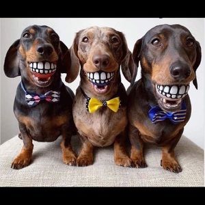 Meet your Posher, Brenda